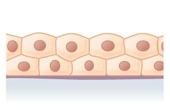 epithelium single layer of cells of