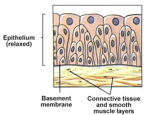 Transitional Epithelium A special type of stratified