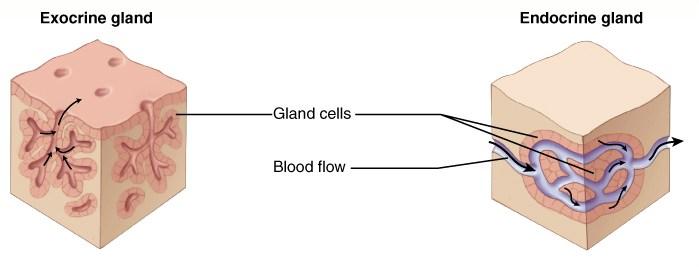 Glandular epithelium Exocrine glands secrete their products through the ducts that are connected to a surface.