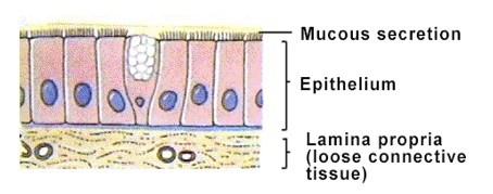 Exocrine glands are classified as either unicellular