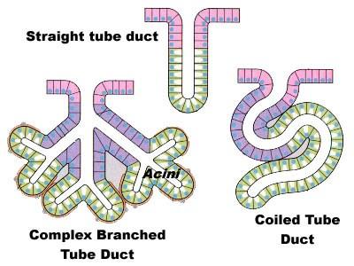Multicellular glands are composed of more than one cell. Can be classified according to the arrangement of the secretory cells (parenchyma) and the branching of the duct elements.