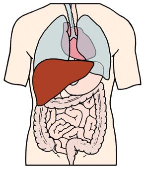 A transjugular intrahepatic portosystemic shunt (TIPS) is a procedure that creates an internal bypass between the portal vein and the veins draining blood from the liver back to the heart (the