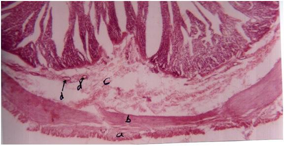 Comparative Histological Studies of Dueodenum in Cattle 1612 References [1] Baxha, W.J and Bacha, I.M. (1990). Colour atlas of Veterinary Histology. 2 nd Edn: Pp.142-147 [2] Dellmonn, H.D. and Brown, E.