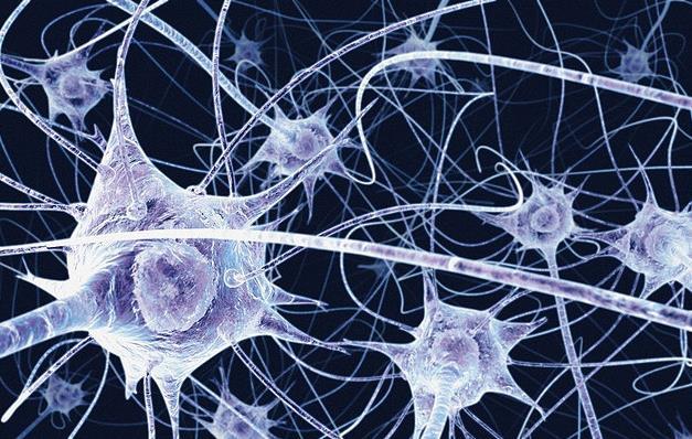 How the Brain Works - There are 100 billion nerve cells, or neurons creating a branching network -
