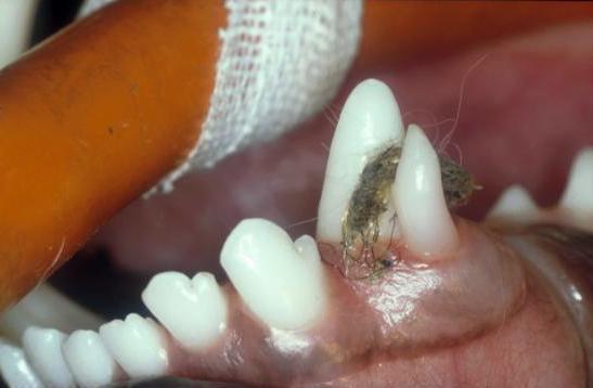EKTRAKCIJA ZUBA KOD PASA I MAČAKA EXODONTIA Ekstrakcija (vaďenje) zuba je hirurška intervencija kojom se zub odvaja od alveole (zubne čašice) i uklanja iz nje, nakon čega sledi zbrinjavanje nastale