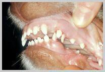 MLEČNI ZUBI Indikacije za ekstrakciju Izostanak zamene mlečnog zuba u odgovarajuće vreme može dovesti do malokluzije i ortodontskih problema u kasnijem uzrastu.