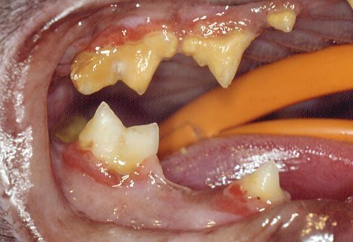 Ekstrakcija mlečnih zuba Take care - Mlečni zubi se lako zalome prilikom vađenja pa zaostali koren i dalje može da utiče na stalni zub i da dovede do njegovog pomeranja i nastanka malokluzije.