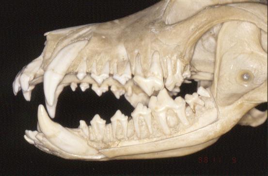 Najčešće se ova veza ostvaruje u predelu zubne alveole očnjaka This complication can occur in any location from the upper canines, caudally.