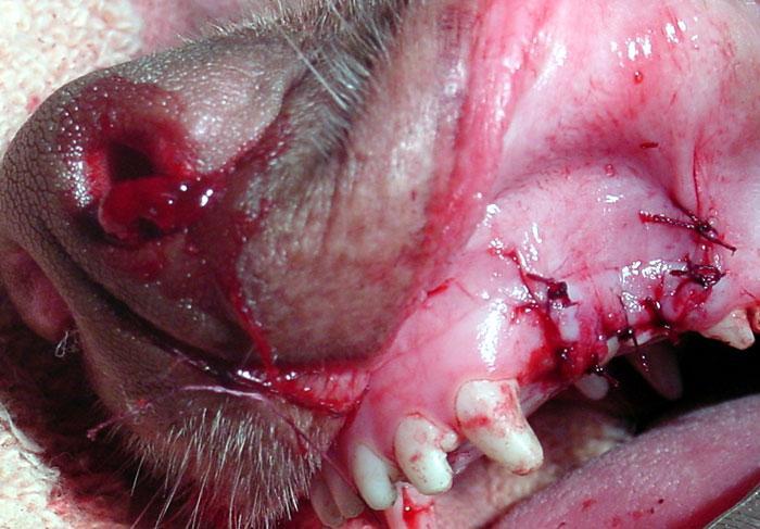 Slika. 20. Profuzno krvarenje iz nosa nakon ekstrakcije očnjaka.