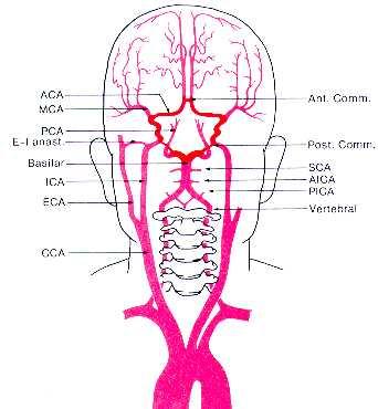 Anatomy of the Brain 87% are Ischemic 80% are Anterior Circulation 20% Posterior Circulation 10% ICH 3% SAH Heart disease