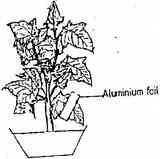 17. 1998 Q2 P1 State one effect of magnesium deficiency in green plants 18.