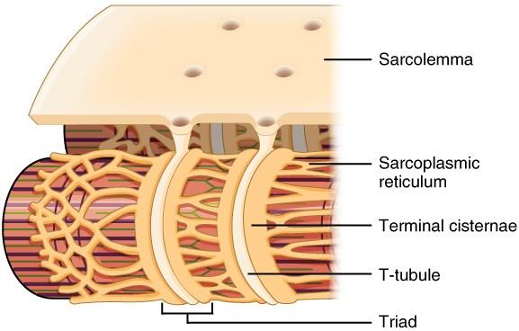 Transverse tubule (T-tubule) invagination of the sarcolemma at the level of I- and A-band junction, surrounding the myofibril Terminal cisterns -