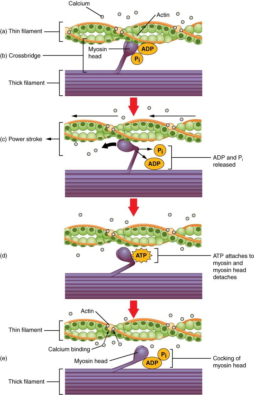 Skeletal muscle contraction 5. Binding of the myosin heads to the actin filaments 6. Activation of myosin ATPasa producing energy and ADP 7.
