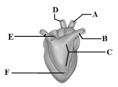 Rana hexadactyla - Structure of Heart Ventral View 12.