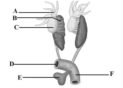 Rana hexadactyla Brain ventral view 14.