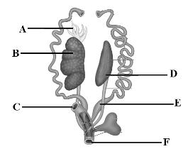Rana hexadactyla - Male Reproductive System 16.