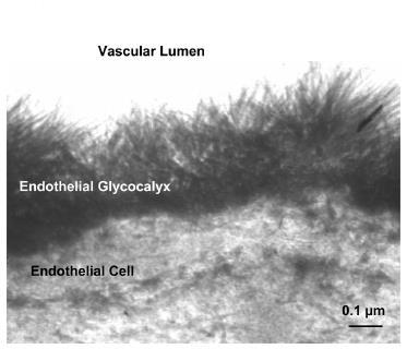 The Endothelial Glycocalyx: the Doublebarrier Concept of Vascular Permeability Healthy endothelium is coated by the endothelial glycolalyx, a layer of membrane-bound proteoglycans and glycoproteins