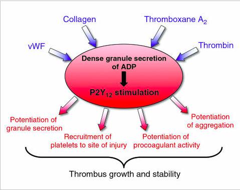 Central Role of P2Y12 Receptor in Thrombus