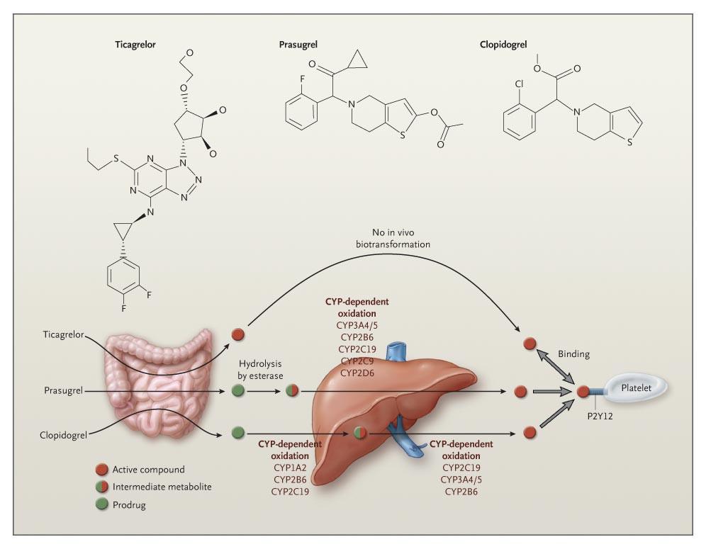 Biotransformation and Mode of Action of Clopidogrel,