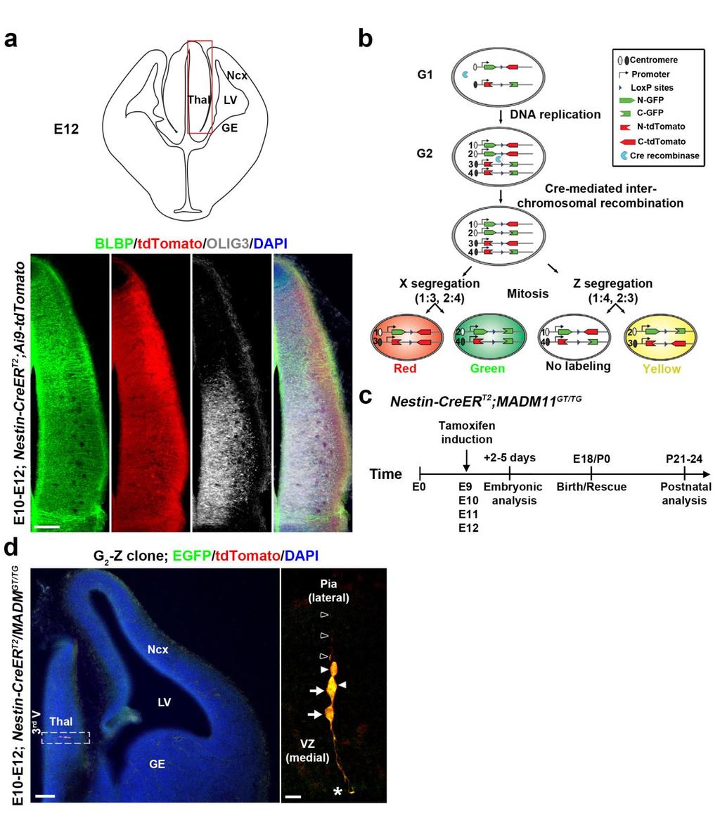 Supplementary Figure 1 MADM labeling of thalamic clones.