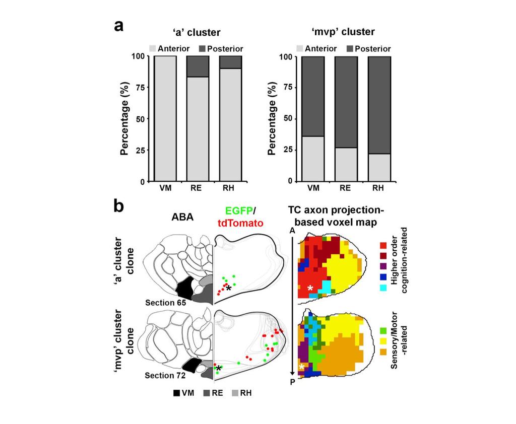 Supplementary Figure 9 Distinct localization and functionality of labeled neurons in VM, RE, and RH between the a and mvp clonal clusters.