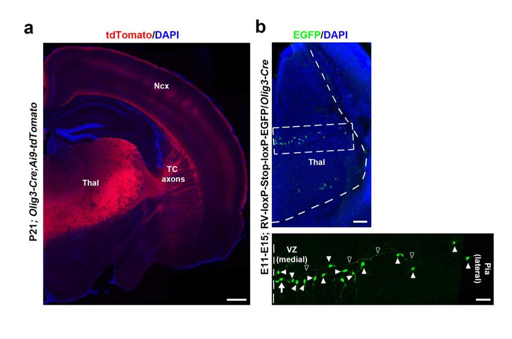 Supplementary Figure 2 Cre recombinase dependent retroviral labeling of thalamic clones. (a) Confocal image of a P21 Olig3-Cre;Ai9-tdTomato brain stained for tdtomato (red) and with DAPI (blue).
