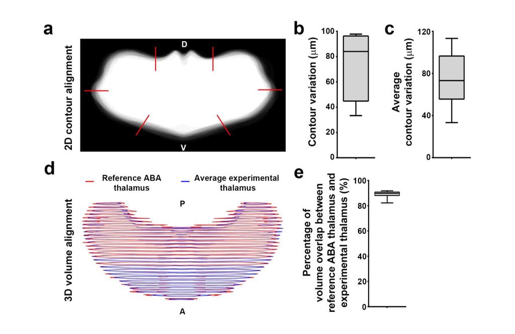 Supplementary Figure 5 Alignment of the experimental thalamus with the ABA reference thalamus.