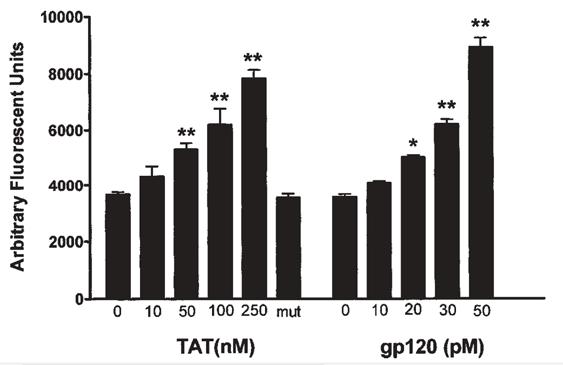 Estrogen Protects from HIV tat and gp120-induced Cellular Injury Human neuroblastoma cells were coincubated with SIN-1 (3-morpholinosydnonimine) or tat and gp120, which increase