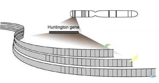 Huntington s Disease 26 GENETIC BACKGROUND chromosome 4 GENE (protein)