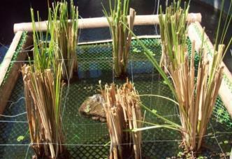Vetiver System on Water Quality Improvement for the Growth and