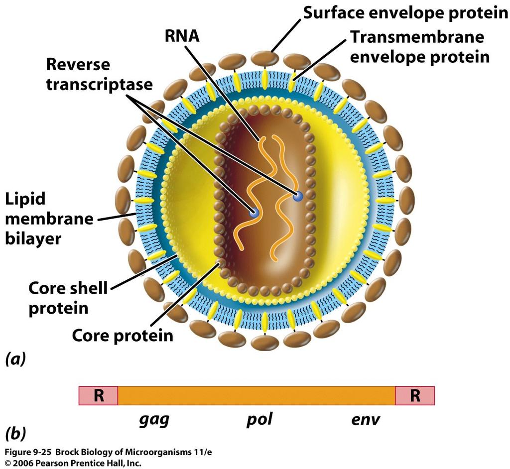 9.12.1 retrovirus structure There are typically seven internal proteins: Genome: Two identical plus ss RNA 5 capped and 3 polyadenylated Four structural proteins Three enzymatic