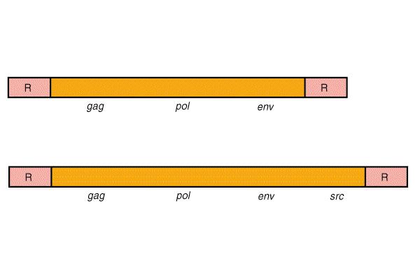 9.12.2 Genetic map of two typical retroviruses genome src-cancer formation gene Fig 9.25 Each end of the genomic RNA contains direct repeats (R).
