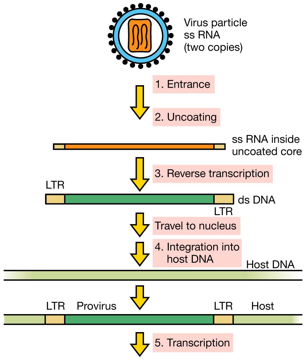 9.12.3 Replication process of a retrovirus 反转录病毒的复制过程 1. Entrance into the cell 2. Virion uncoated 3. Reverse transcription 4.