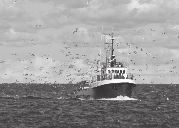 in 2004, 1 in 5 pairs of kittiwakes reared young successfully. there are many trawlers in the North Sea fishing for sandeels.