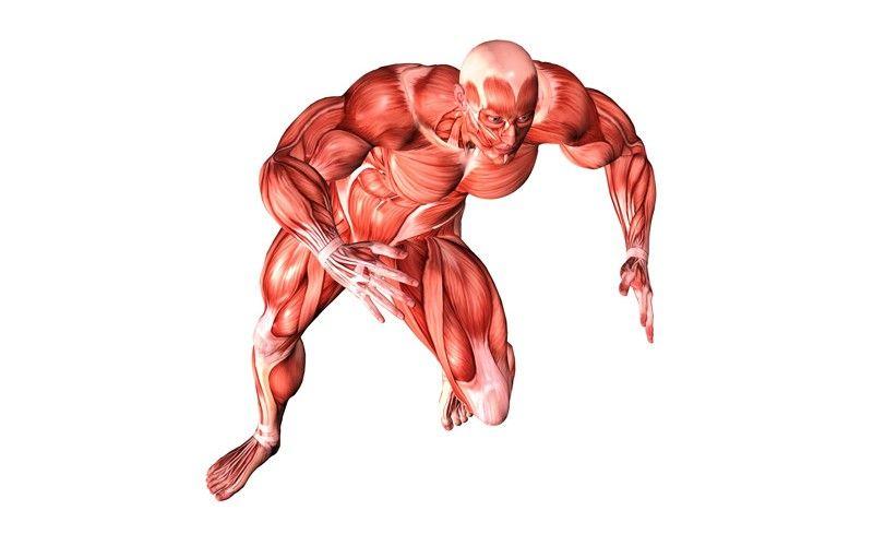 Controls skeletal muscle