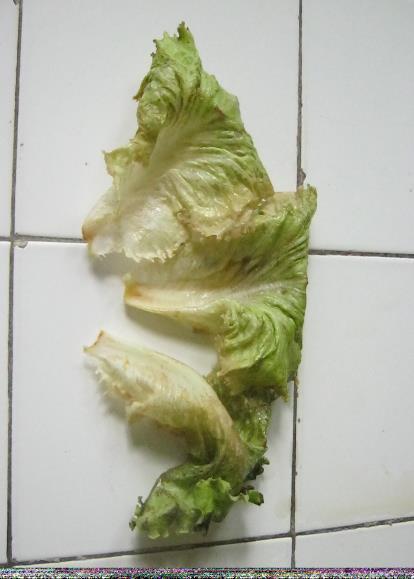 was kept for the longest time in the lettuces treated for 15 minutes with anolyte obtained without addition of salts (1') and with saltless catholyte (5').
