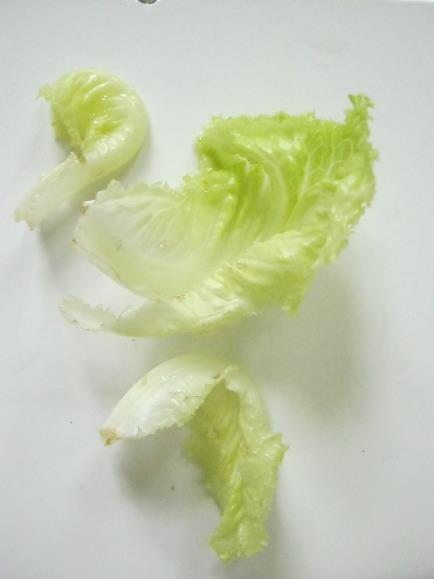 The remaining lettuce, including untreated controls and the treated with tap water, remain fresh for 2 days but no longer.
