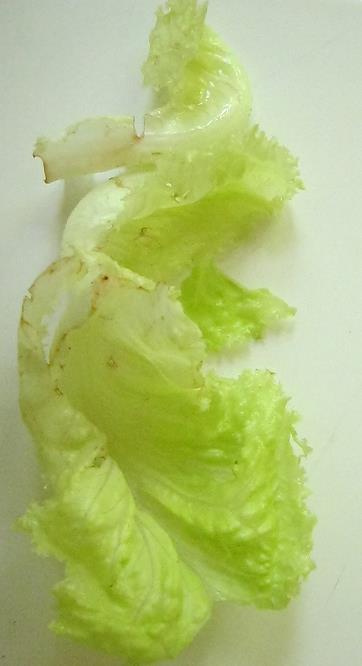 1 5 к Figure 5. Freshness of some of the lettuces 1 week after treatment with freshly prepared EAASs - left to right: 1') Anolyte without salts; 5') Catholyte without salts; (k) Untreated control.