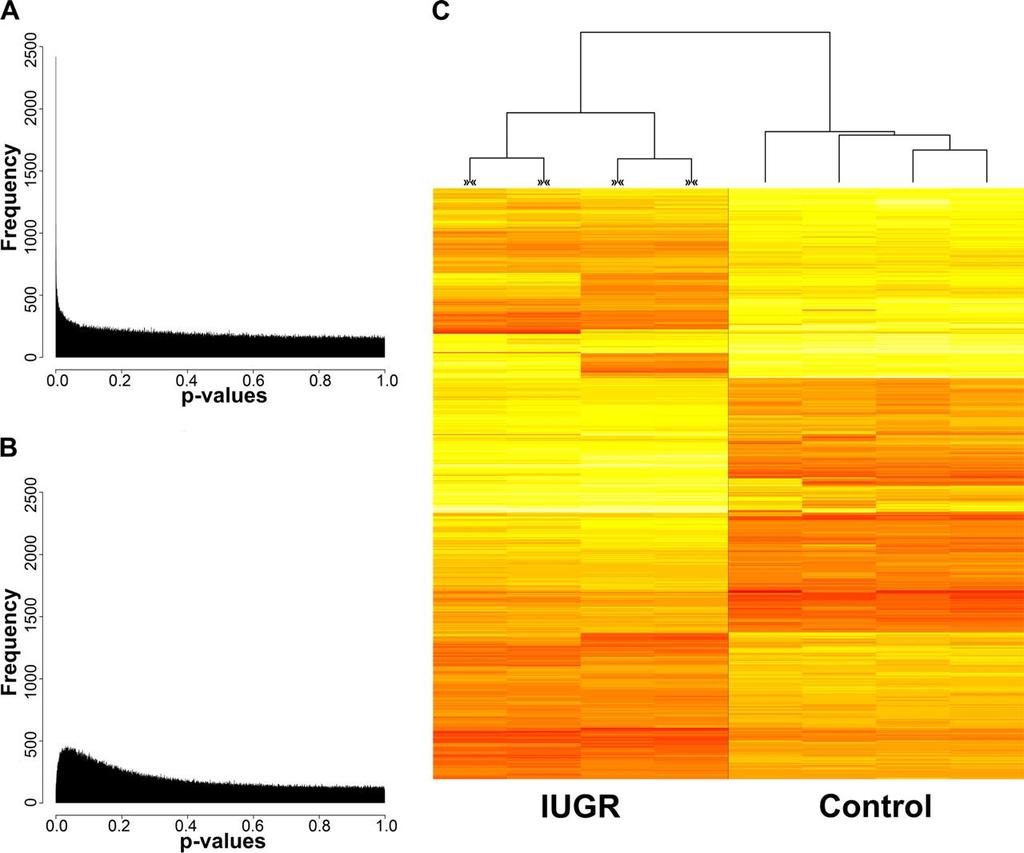 IUGR and control rats Significant differences in cytosine methylation
