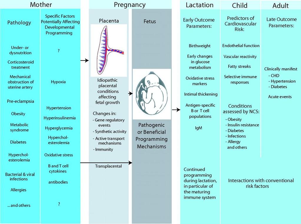 Developmental programming of cardiovascular