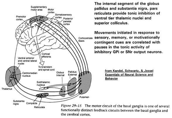V. MOTOR CIRCUIT OF THE BASAL GANGLIA WITH THE CORTEX The internal segment of the globus pallidus and substantia nigra, pars reticulata provide tonic inhibition of motor thalamus and superior