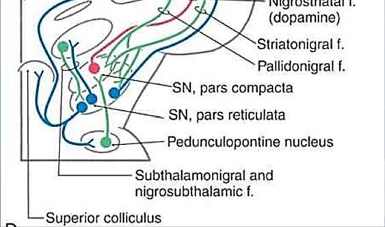 SUBTHALAMUS NUCLEUS & NIGRAL COMPLEX Connections of Subthalamus (glutamate neurotransmitter)