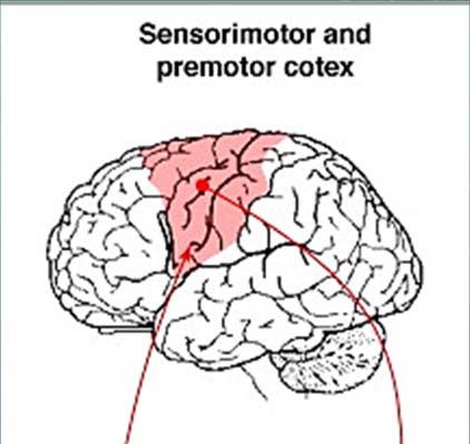 MOTOR LOOP Motor control Cerebral cortex Supplementary motor, primary motor, premotor, and