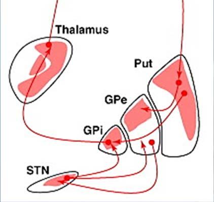 (GPi) Thalamus Oral part and medial portion of ventrolateral nucleus Brainstem motor centers