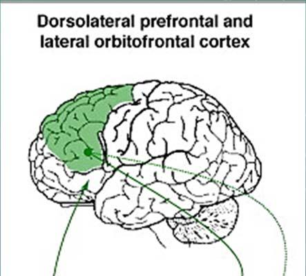 EXECUTIVE LOOP Cerebral cortex Dorsolateral prefrontal and posterior parietal cortices Basal nuclei Caudate