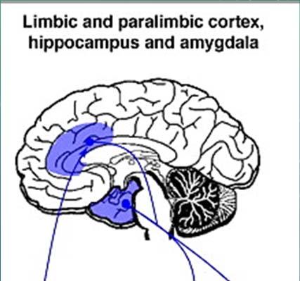 MOTIVATIONAL LOOP Cerebral cortex Lateral orbitofrontal, anterior cingulate, medial prefrontal cortices, amygdala, and hippocampus Basal nuclei Caudate nucleus (Cn), Putamen (Put), internal segment