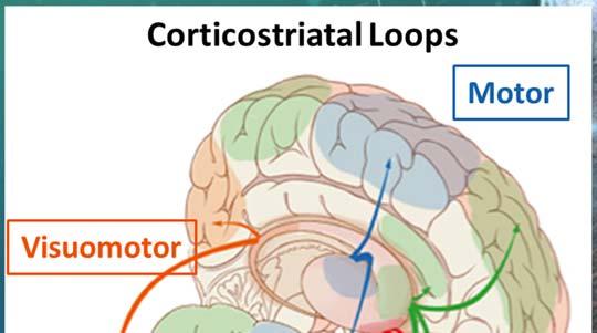 VISUOMOTOR LOOP Visual functions and eye movements Cerebral cortex Frontal eye fields and visual