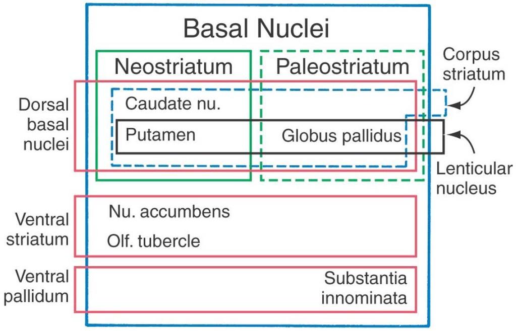 BASAL NUCLEI Dorsal basal nuclei: the caudate and lenticular nuclei Ventral striatum: the nucleus accumbens plus parts