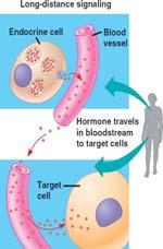 animals use chemicals called hormones The Three Stages of Cell Signaling Earl W.