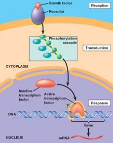 Response: Cell signaling leads to regulation of transcription or cytoplasmic activities The cell s response to an extracellular signal is called the output response The response may occur in the